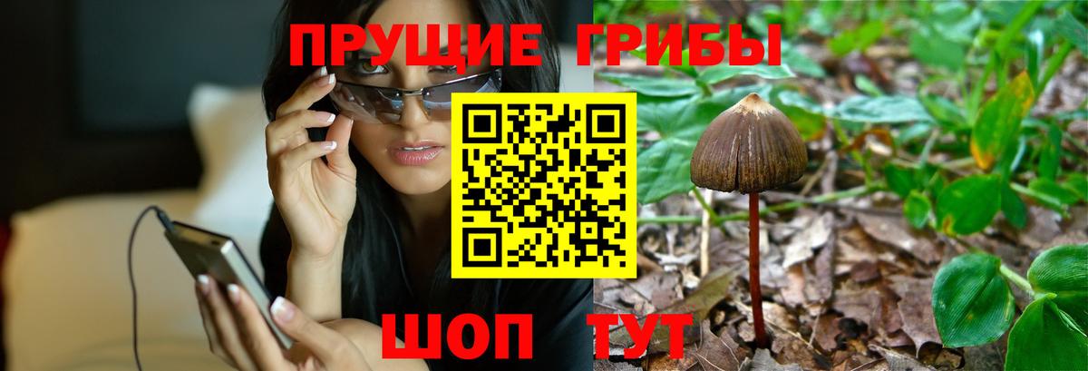 Галлюциногенные грибы прущие грибы Тамбов